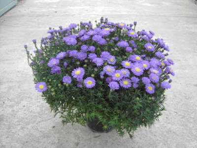 Aster Busch 19 cm Topf