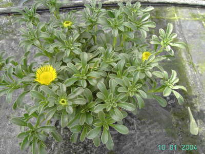 Asteriscus