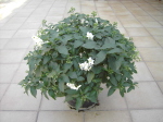 Busch 20 cm Topf