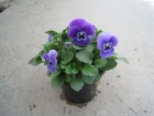 Callisto blau m