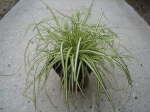 Carex Evergold