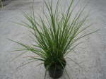 Carex brunnea Lemon