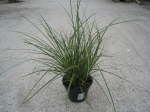 Carex brunnea var