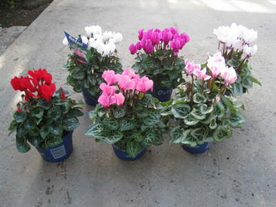 Cyclamen Mini