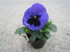 Delta blau mit Auge