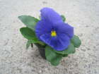 Delta mittelblau
