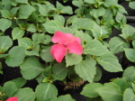 Dunkelrosa