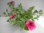 Fortune Hot Pink