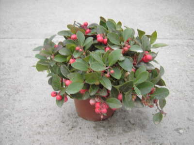 Gaultheria Winterpearls 13 cm Topf