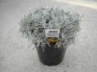 Helichrysum italicum (Curry)