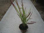 Imperata Red Baron