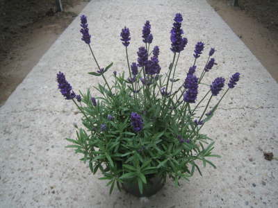 Lavendel