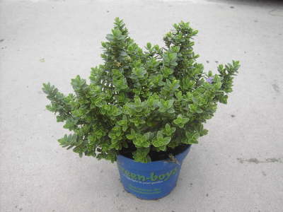 Leonie Buxus