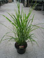 Miscanthus sinensis Zibrinus
