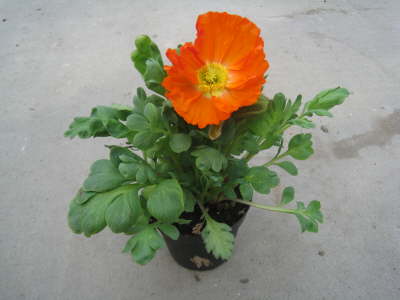 Mohn 14 cm Topf
