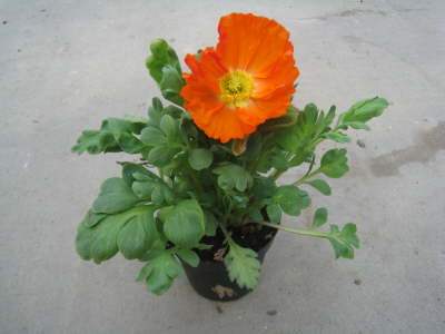 Mohn 14 cm Topf