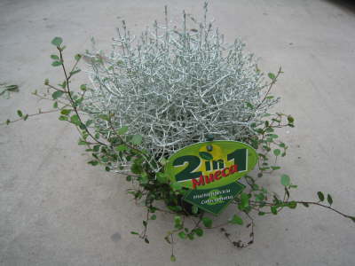 Mueca 2 in 1