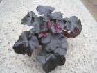 Obsidian