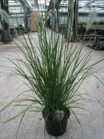 Pennsisetum alopecuroides Hameln