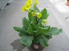 Primula veris