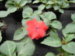 Rot