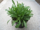 Ruccola