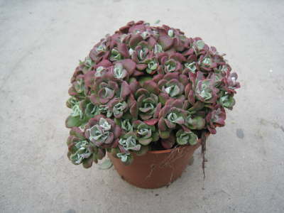 Spa. purpureum