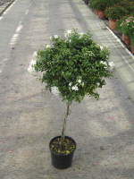 Stamm 20 cm Topf