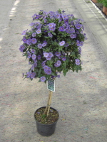 Stamm 20 cm Topf