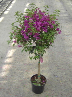 Stamm 20 cm Topf