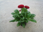 Tasso rot